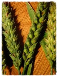 Sate wheat - Non GMO